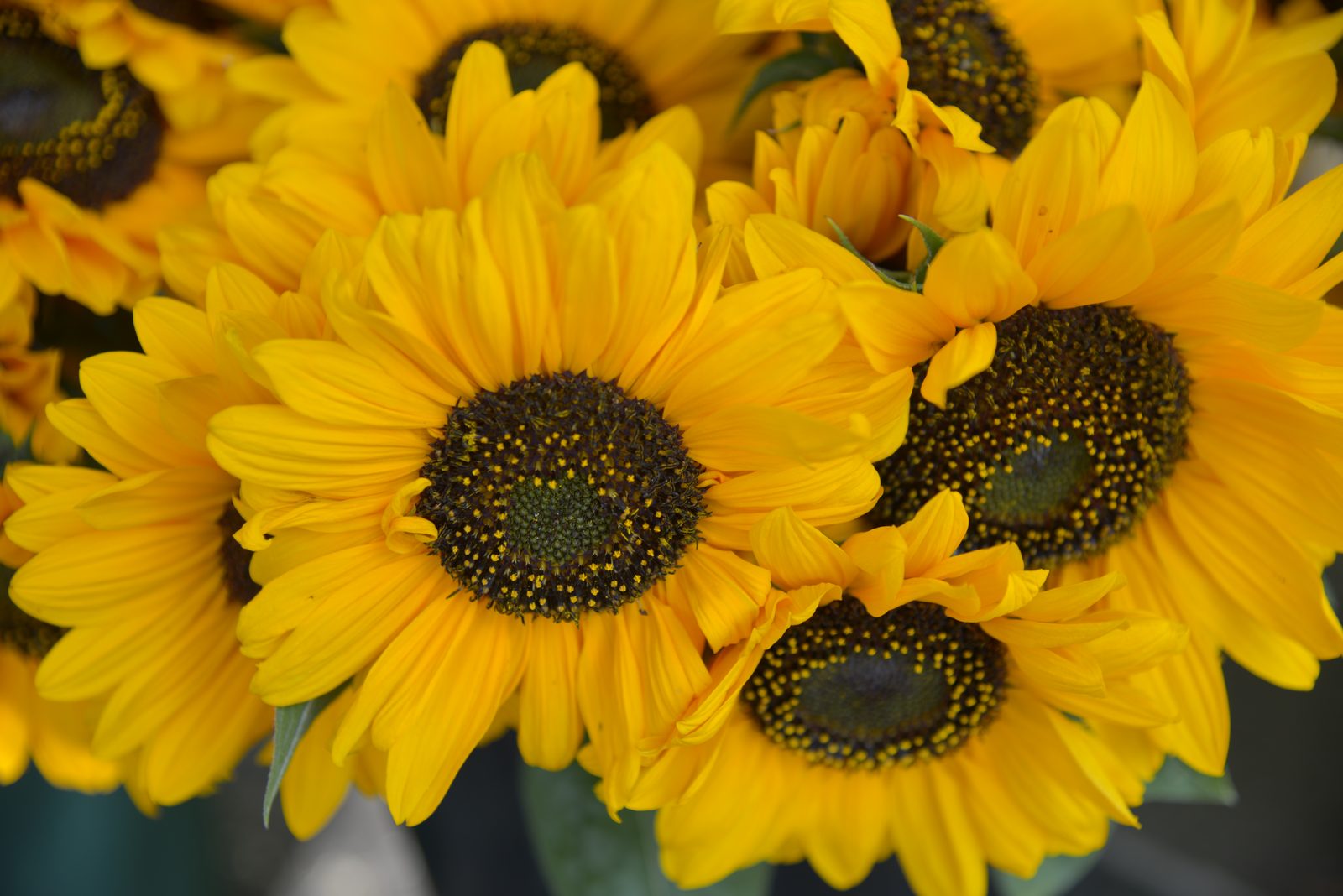 Sonnenblumen von Gärtnerei Michael Mutscher