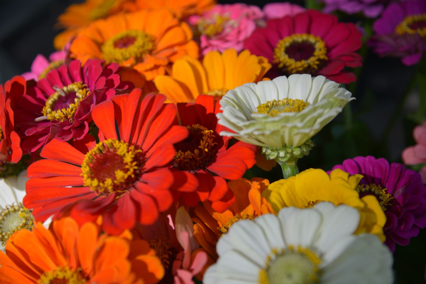 Zinnien von Gärtnerei Michael Mutscher